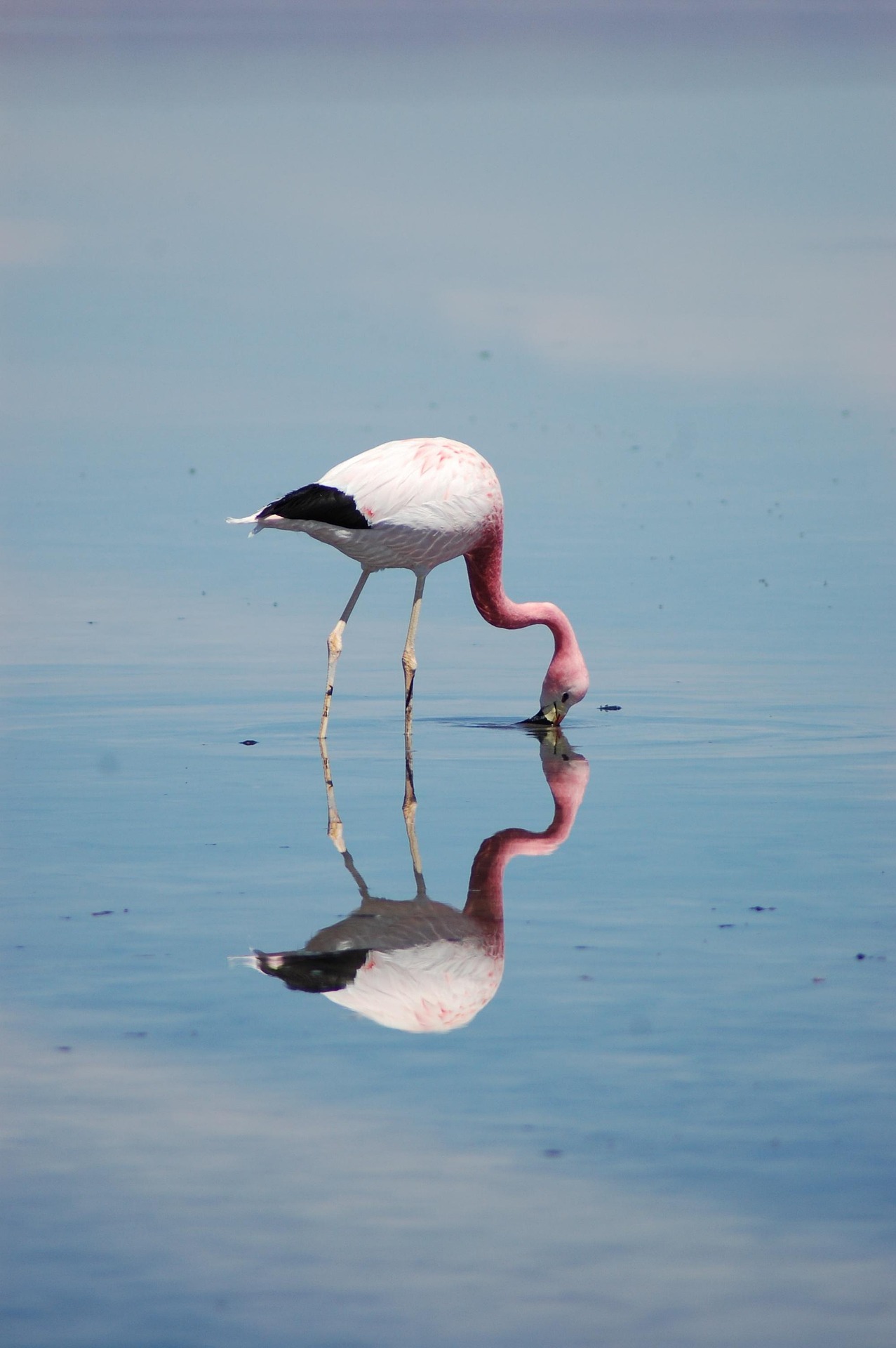 Andean flamingos in high altitude salar